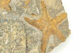 Three Ordovician Starfish (Petraster?) Fossil - Morocco #209012-1